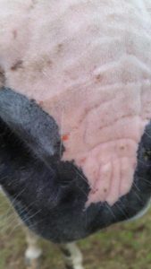 14224809_1154665217927506_1011744181003910098_n