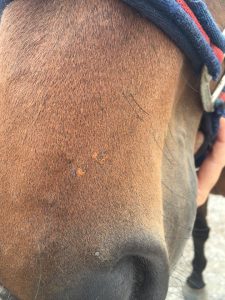 14232579_1154665257927502_8611532914173257792_n