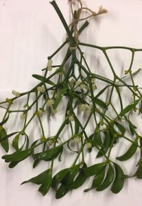 15727023_1271469829580377_8424767744627726608_n