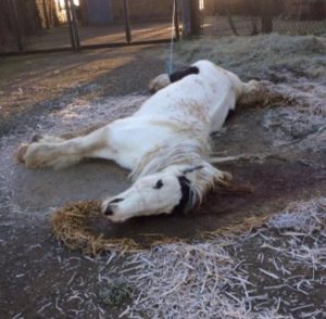 16195937_1296142957113064_692273464501873917_n