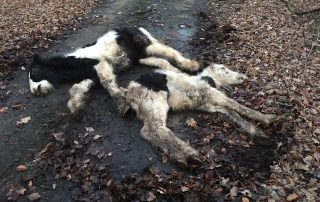 16864778_1802916183296269_7409440802810023215_n