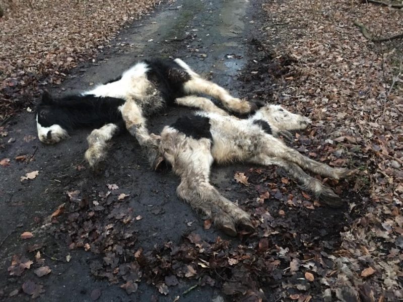 16864778_1802916183296269_7409440802810023215_n